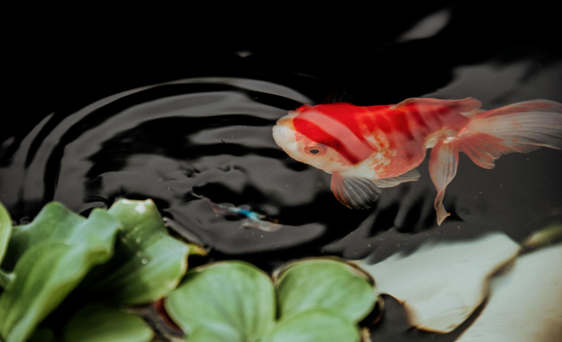 orange fish underwater