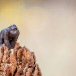 close up photo of a gorilla miniature toy