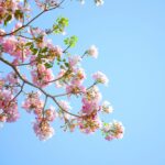 pink petaled flowers blooming during daytime